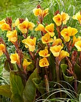 Canna Apricot Dream