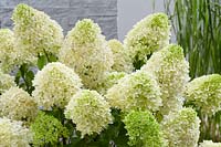 Hydrangea paniculata Skyfall