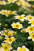 Bidens Dorado Lemoncello