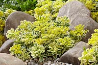 Sedum takesimense Atlantis