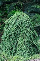 Picea abies Pendula