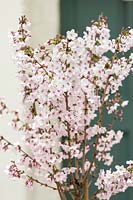 Prunus nipponica Brilliant