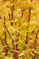 Acer palmatum Sangokaku