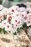 Rhododendron simsii en pot