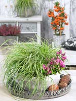 Carex EverColor ® Evercream en pot