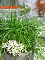 Carex EverColor ® Evergreen en pot
