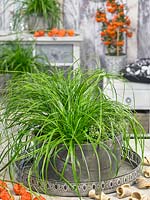 Carex EverColor ® Everlime en pot