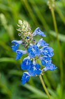 Salvia uliginosa