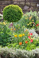 Jardin d'agriculteurs avec la norme Buxus