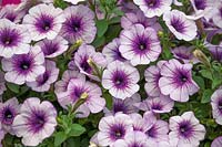 Pétunia Capella ™ Veines violettes