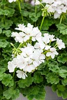 Pelargonium pac ® Deux en un ® Blanc