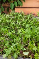 Brassica rapa subsp. mélange nipposinica