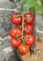 Solanum Sportivo