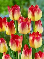 Tulipa Triumph Suncatcher