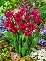 Menuet de poupée Tulipa viridiflora