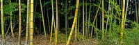 Grand stand de Dendrocalamus giganteus (bambou géant) au Japon et présenté dans le livre Plantworlds