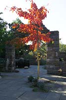 Acer davidii dans le jardin de la ruine à Chanticleer Garden, Pennsylvanie