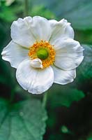 Anemone x hybrida Honorine Jobert Fin de l'été blanc floraison haute vivace