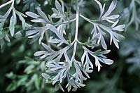 Artemisia absinthium Wormwood Close up de feuillage persistant plumeux argent