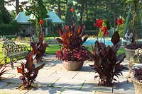 Canna sp à fleurs rouges dans des pots sur le patio. Terrace Garden, Chanticleer Garden, Pennsylvanie.