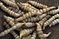 Artichauts chinois nouvellement cueillis Stachys affinis tubercules allongé sur un sac de toile de jute