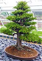 Cryptomeria japonica (cèdre japonais) bonsaï arbre à feuilles persistantes dans un petit bac à plantes. Debout sur du gravier dans une serre
