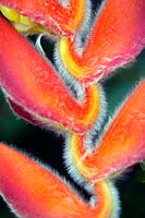 Heliconia mutisiana Crab Claws plante orange vif