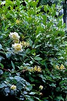 Lonicera periclymenum Chèvrefeuille commun planté de cocarde blanche Rosa