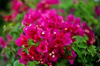 Bougainvillea glabra à fleurs roses