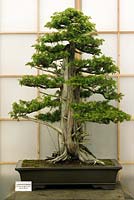 Juniperus rigida 90 ans Herons Bonsai Ltd stand au RHS Chelsea Flower Show 2006 médaille Flora dorée argent