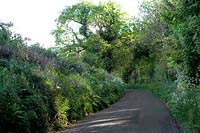 Country Lane avec des fleurs sauvages dans l'ouest du Pays de Galles Campion de persil de vache