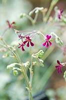 Pelargonium sidoides petite fleur magenta médicinale