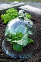 Protecteur de plantes en verre victorien avec plante à laitue