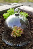 Protecteur de plantes en verre victorien avec plante à laitue rouge