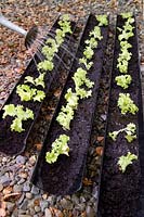 Arrosage Laitue Lollo Bionda bouchons de plantes plantés dans des gouttières en plastique