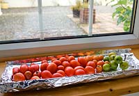 Tomates mûrissant sur un plateau de feuille d'argent sur le rebord de la fenêtre