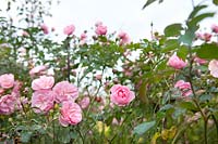 Rosa 'Bonica' (Rosier arbustif 'Bonica ')