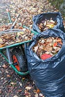Feuilles d'automne réunies en sacs poubelles et brouette
