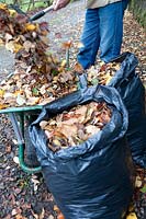 Jardinier laissant tomber les feuilles d'automne ratissées dans une brouette