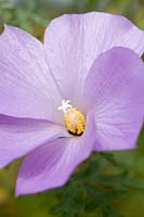 Alyogyne huegelii 'Santa Cruz' (Hibiscus bleu)