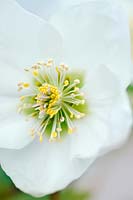 Helleborus cv (Hillier Garden Hybrid) 'Noël blanc'