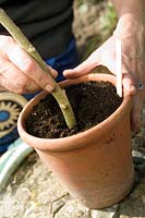 Placer une coupe Brugmansia en pot pour cultiver