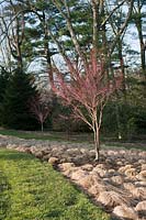 Acer palmatum 'Sango kaku' avec parterre de Carex appalachica dans le Ruin Garden, Chanticleer Garden, PA, USA