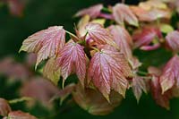 Acer pseudoplatanus 'Brilliantissimum' feuillage printanier