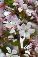 Prunus 'Pandora' avec fleur rose