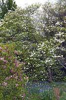 Cornus 'Ormonde', Magnolia sp et Hyacinthoides non-scripta (jacinthe des bois)
