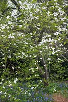 Cornus 'Ormonde' et Hyacinthoides non-scripta (bluebell) en fleur