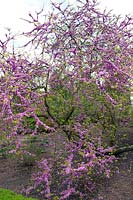 Fleur de Cercis siliquastrum (arbre de Judée)