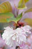 Prunus 'Kanzan' (cerisier 'Kanzan ') fleur (syn. Prunus serrulata' Kanzan 'et Prunus' Sekiyama ')