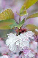 Prunus 'Kanzan' (cerisier 'Kanzan ') fleur (syn. Prunus serrulata' Kanzan 'et Prunus' Sekiyama ')